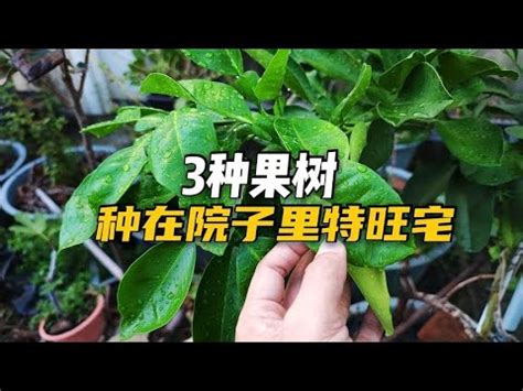 適合 北部種植的果樹|5種北部易種高產果樹